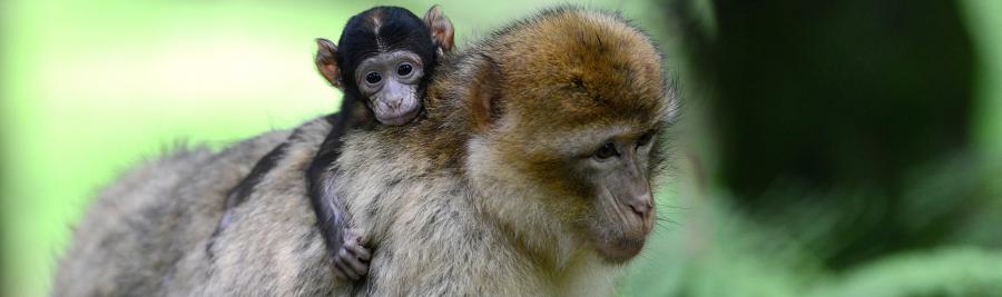 © Montagne des Singes © Montagne des Singes