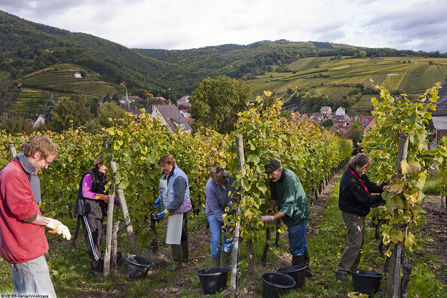 ©MEYER-ConseilVinsAlsace